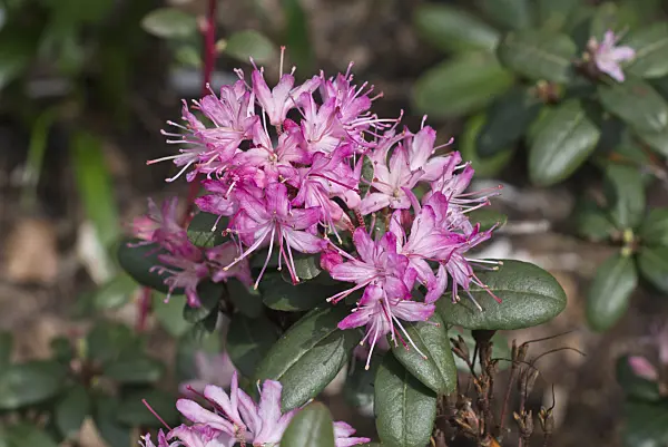 555123 - Rhododendron (Rhododendron racemosum)