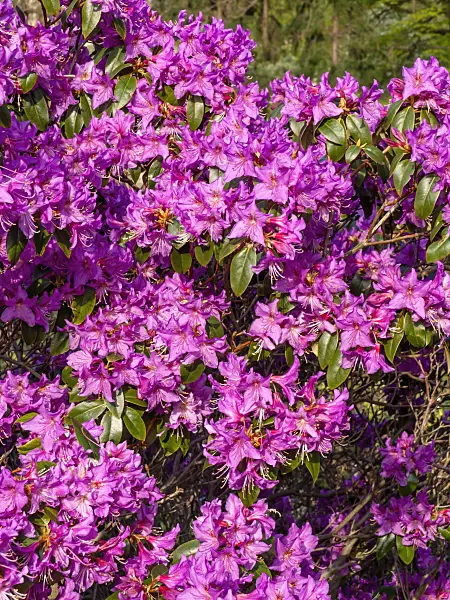 459037 - Rhododendron (Rhododendron rubiginosum)