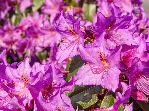 459038 - Rhododendron (Rhododendron rubiginosum)
