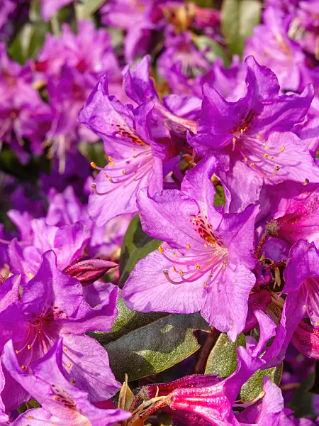 459039 - Rhododendron (Rhododendron rubiginosum)
