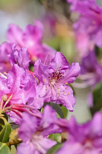 531068 - Rhododendron (Rhododendron rubiginosum)
