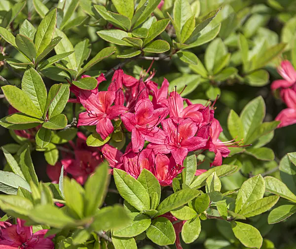651469 - Rhododendron (Rhododendron viscosum 'Karminduft')