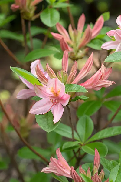 664372 - Rhododendron (Rhododendron viscosum 'Soir de Paris')