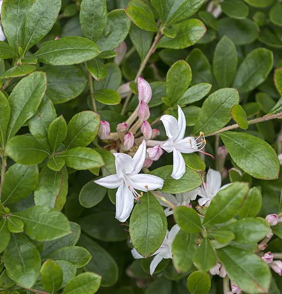 651478 - Rhododendron (Rhododendron viscosum 'Sommerduft')