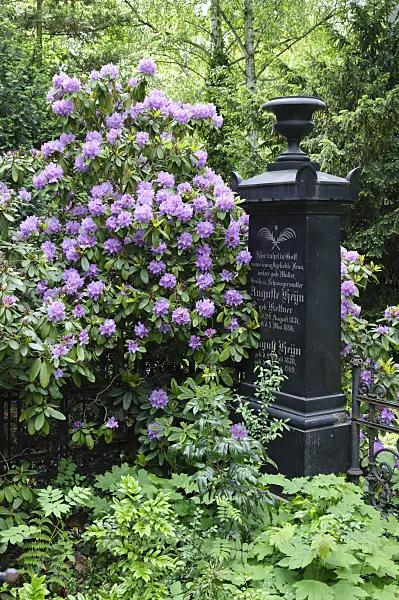 472202 - Rhododendron (Rhododendron) with an old tombstone