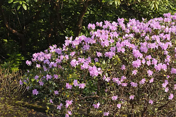 483172 - Rhododendron (Rhododendron x praecox)