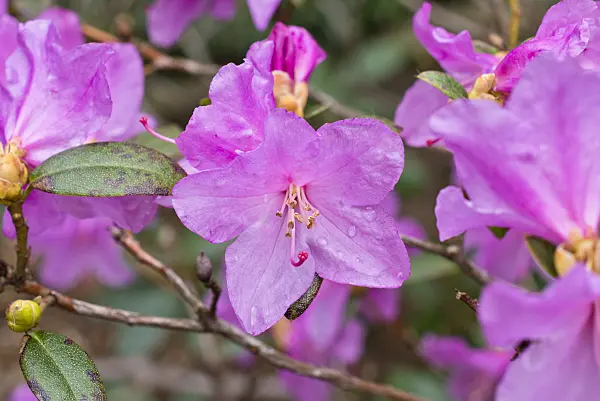 555013 - Rhododendron (Rhododendron x praecox)