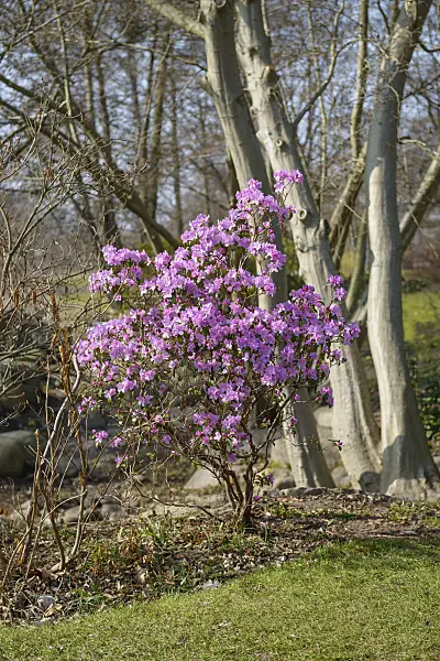 558223 - Rhododendron (Rhododendron x praecox)