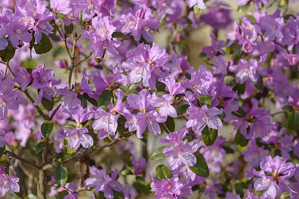 558224 - Rhododendron (Rhododendron x praecox)