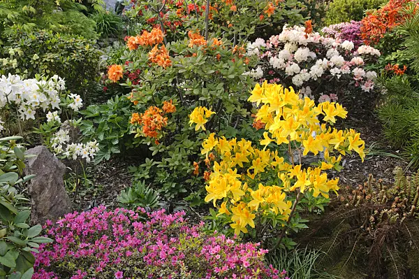 472027 - Rhododendrons (Rhododendron)
