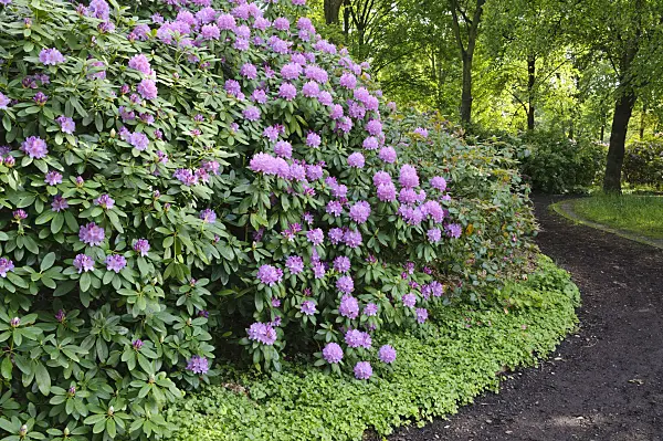 472219 - Rhododendrons (Rhododendron)