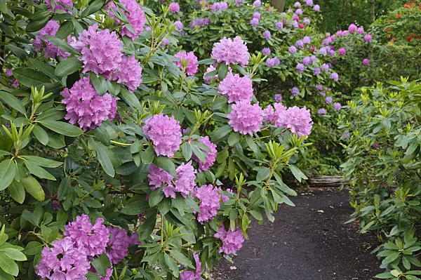 472221 - Rhododendrons (Rhododendron)