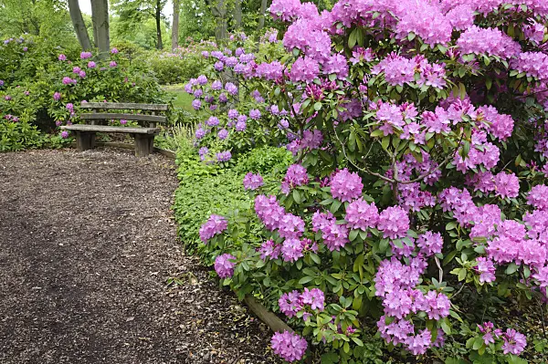 472222 - Rhododendrons (Rhododendron)