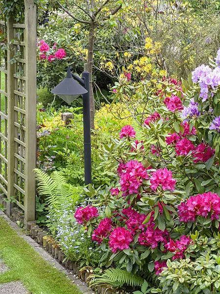 484357 - Rhododendrons (Rhododendron)