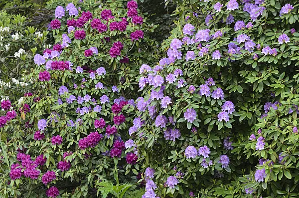 520330 - Rhododendrons (Rhododendron)