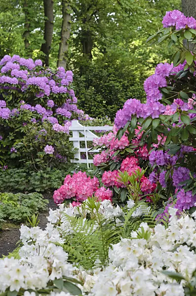 520341 - Rhododendrons (Rhododendron)