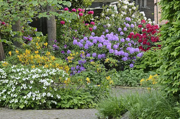 520343 - Rhododendrons (Rhododendron)