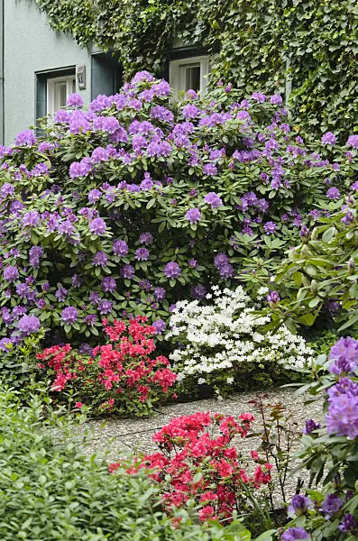520350 - Rhododendrons (Rhododendron)