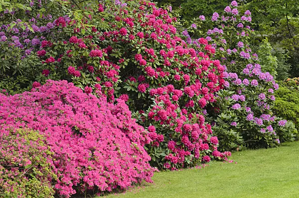 520422 - Rhododendrons (Rhododendron)