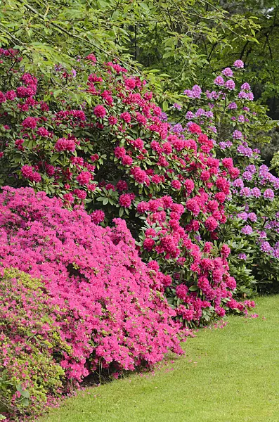 520423 - Rhododendrons (Rhododendron)