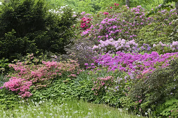520336 - Rhododendrons (Rhododendron) and azaleas (Rhododendron)