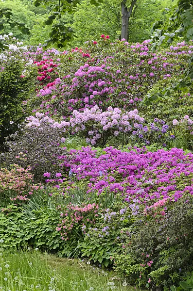 520337 - Rhododendrons (Rhododendron) and azaleas (Rhododendron)