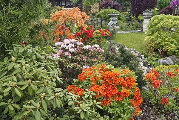 532016 - Rhododendrons (Rhododendron) and azaleas (Rhododendron)