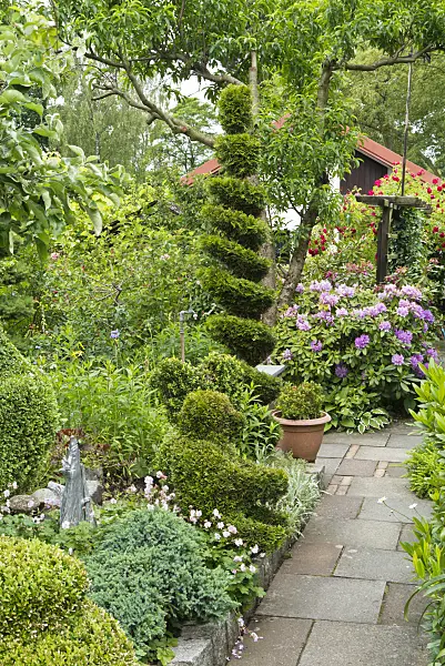532035 - Rhododendrons (Rhododendron) and eastern arborvitae (Thuja occidentalis) with spiral shape