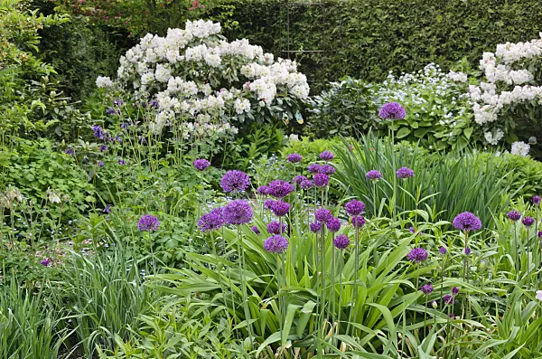 544111 - Rhododendrons (Rhododendron) and ornamental onion (Allium)
