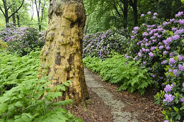 520360 - Rhododendrons (Rhododendron) and plane (Platanus)