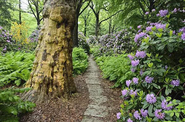 520361 - Rhododendrons (Rhododendron) and plane (Platanus)