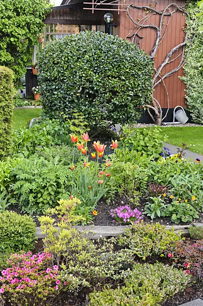 484137 - Rhododendrons (Rhododendron) and tulips (Tulipa) in an allotment garden
