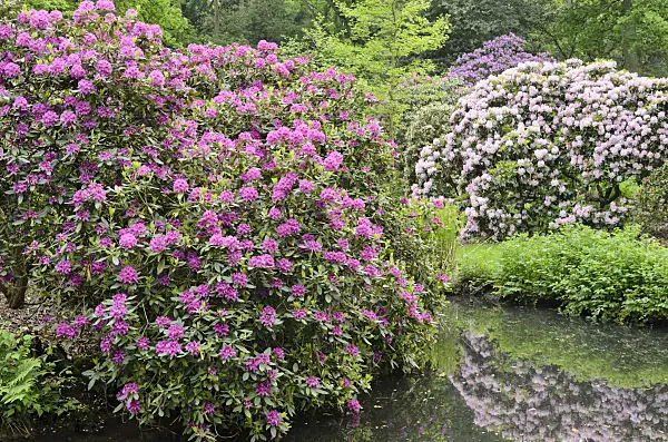 520450 - Rhododendrons (Rhododendron) at a garden pond