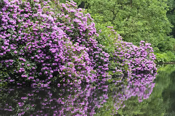 520358 - Rhododendrons (Rhododendron) at a pond