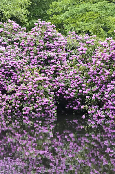 520359 - Rhododendrons (Rhododendron) at a pond