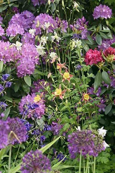 556052 - Rhododendrons (Rhododendron), columbines (Aquilegia) and ornamental onions (Allium)