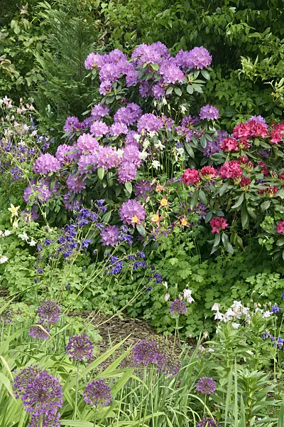 556053 - Rhododendrons (Rhododendron), columbines (Aquilegia) and ornamental onions (Allium)