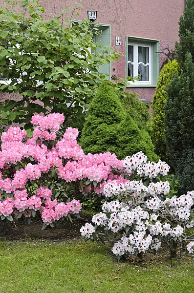 520352 - Rhododendrons (Rhododendron) in a front garden