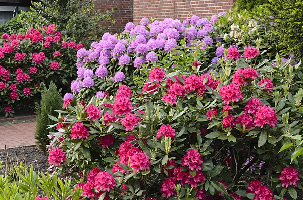 520406 - Rhododendrons (Rhododendron) in a front garden