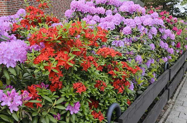 520407 - Rhododendrons (Rhododendron) in a front garden