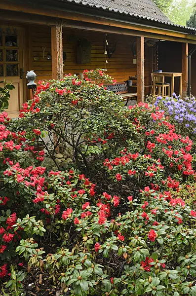 520147 - Rhododendrons (Rhododendron) in front of a garden house