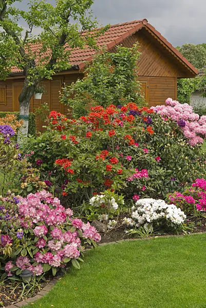 532014 - Rhododendrons (Rhododendron) in front of a garden house