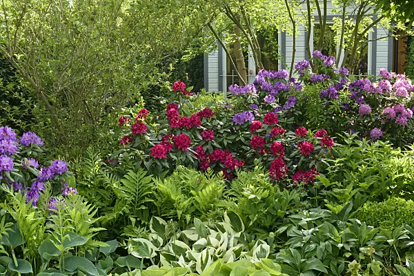 556068 - Rhododendrons (Rhododendron), ostrich fern (Matteuccia struthiopteris) and plantain lilies (Hosta)