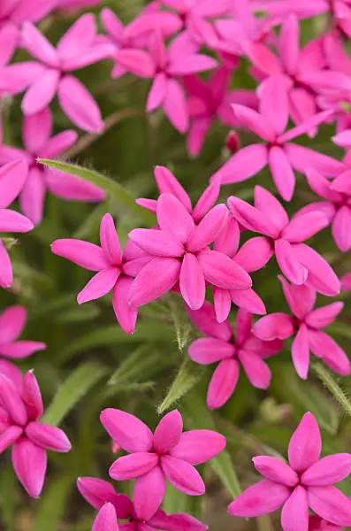 533273 - Rhodohypoxis baurii