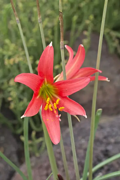608102 - Rhodophiala berteroana