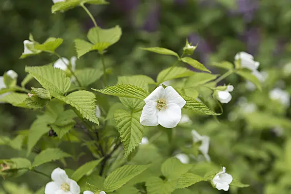 651481 - Rhodotypos scandens