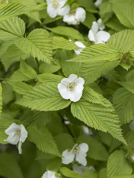 651482 - Rhodotypos scandens