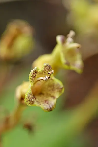 470058 - Rhytidophyllum exsertum