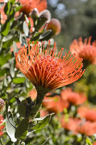 508411 - Ribbon pincushion (Leucospermum tottum)