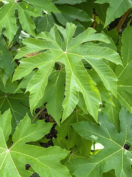 450031 - Rice paper tree (Tetrapanax papyrifer)